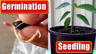 Custard Apple Seed Germination Growing Cherimoya From Seed Easily [upl. by Tsew754]