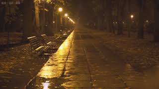 Quiet Night in the Park with Relaxing Sounds of Rain Falling Down the Empty Alleys Puddles amp Leaves [upl. by Anerual]