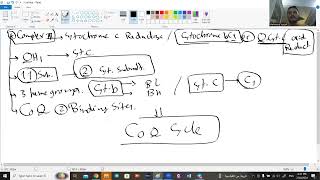 Lecture 7 ETC Metabolism Dr Mahmoud Yousef [upl. by Hgielyk]