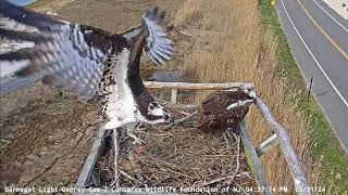 Barnegat Light Osprey Cam  Duke returns March 31 2024 [upl. by Ruskin]