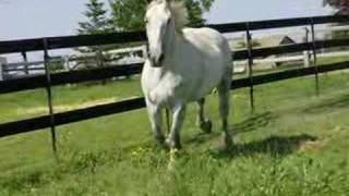 Riding Percheron Mare Western [upl. by Leryt585]