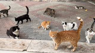 Lovely Stray Cats of the City A Heartwarming Journey [upl. by Aihseyt]