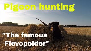 Hunting pigeons duivenjacht in Holland with a Browning A5 quotThe world famous Flevopolderquot [upl. by Domenech]