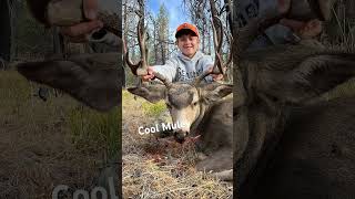 A cool muley I killed this yearhunting deermuledeerhunting [upl. by Brittnee]