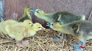 The First BUFF Dewlap Toulouse Goslings Are Born [upl. by Oilicec]