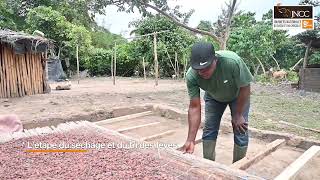 Une journée chez un producteur de cacao PARTIE 2  JNCC 2024 [upl. by Dnalyaw]