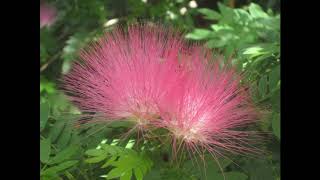 Calliandra surinamensis [upl. by Yenreit]