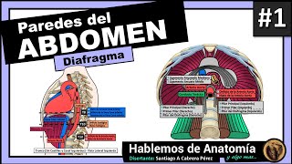 🔴👉ANATOMIA DEL ABDOMEN  PAREDES 1ra Parte [upl. by Ayoras92]