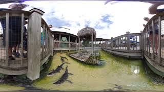 Alligator tried to eat my camera Gator feeding in 360 VR [upl. by Aissyla]