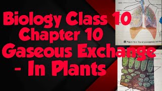 Biology chapter 10 gaseous exchange in plants respiration in plants Part 2 [upl. by Lachman]