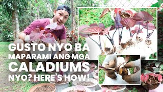 HOW TO PROPAGATE CALADIUMS  CARE TIPS [upl. by Moncear935]