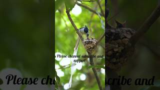 TOP of paradise birds food delivery paradise birdbirdspecies tamil trendingyoutubeshortsviral [upl. by Oppen]