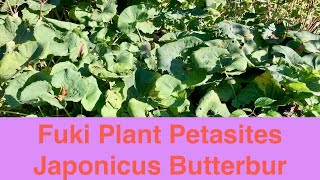 Fuki Plant Petasites Japonicus Butterbur [upl. by Ttiwed]