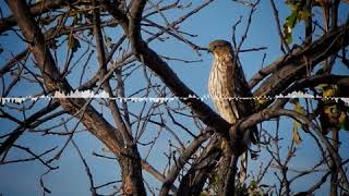 Sharp Shinned Hawks Calling [upl. by Doxia810]