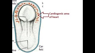 The Developmental Tale of the Heart Tube from Cardiogenic Area [upl. by Jeremy]