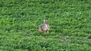 Coyote Hunting  Howling in a summertime coyote [upl. by Schweitzer]