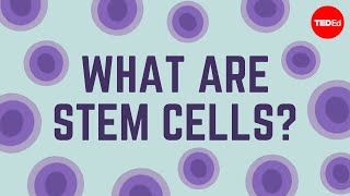 Stem cells  the future an introduction to iPS cells [upl. by Yojenitsirk]