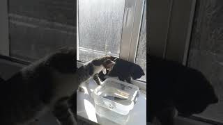 Рыбка для котенка Смешные коты Funny cats Kittens смешныекоты забавноевидео fun video [upl. by Vacuva472]