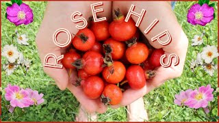 All About Rose Hips  Superfruit of the Rose [upl. by Fem901]