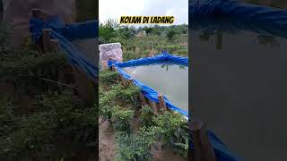 Cek kolam ikan di ladang [upl. by Ailaht]