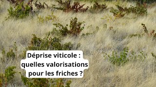 Déprise viticole  quelles valorisations pour les friches [upl. by Nnahtur90]