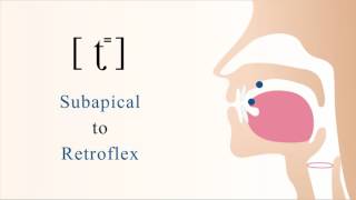 ʈ⁼  unvoiced unaspirated subapical retroflex stop [upl. by Aibonez]