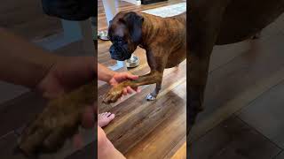 Tater does yard work petsvlog frenchbulldog shortsfeed shortsviral [upl. by Neelrahc]