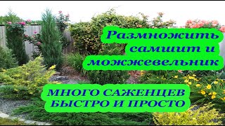 Простой способ размножить самшиты и можжевельники Как быстро получить много саженцев [upl. by Hepsibah157]