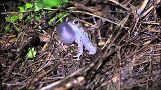 Texas Toad Anaxyrus speciosus [upl. by O'Brien596]