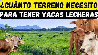 ¿Cuánto terreno necesito para tener vacas lecheras y ganar dinero [upl. by Marrilee173]