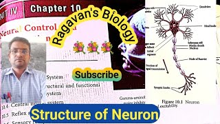 Neuron  Structure Unipolar Bipolar and Multipolar Neuron [upl. by Wadlinger769]