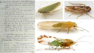 Order Homoptera characterstics amp classification [upl. by Lennahc992]