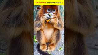 Golden SnubNosed Monkey Facts In Hindi  Snub Nosed Monkey Amazing Facts Video monkey facts [upl. by Ailuig]