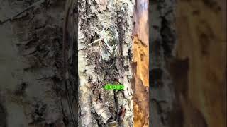 Cicadidae the true cicadas youtubeshort [upl. by Carri]