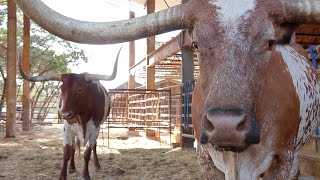 Bevo XIV Retires [upl. by Jepson]