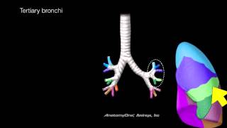 Lungs and Airways [upl. by Jedidiah]