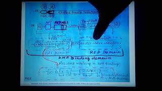 sleeping beauty transposon non viral vector  gene therapy part 6 [upl. by Raclima]