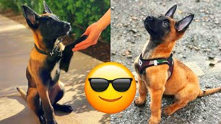 Belgian Malinois — Majestic And Hilarious Videos And Tik Toks Compilation [upl. by Joel]