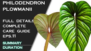 PHILODENDRON PLOWMANII FULL DETAILS AND CARE GUIDE [upl. by Ivens400]