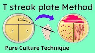 T streak plate method of isolation  Part 2 [upl. by Mowbray601]