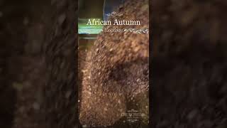 African Autumn delicious cranberry Rooibos [upl. by Asenab532]