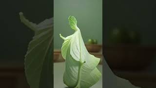 cabbage dance video pleaselikesharesubscribe cabbage [upl. by Pirali]