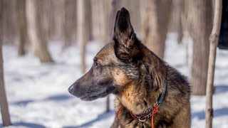 Belgian Malinois eats Peameal Bacon [upl. by Anitniuq]