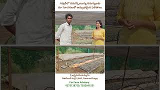 Vegetable Nursery  Pragathi Reddy  9573138750  Farm Advisory farmerspark [upl. by Annahsohs]