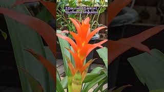 구즈마니아구즈마리아 Guzmania lingulata 구즈마니아 구즈마리아 Guzmanialingulata [upl. by Larrad]