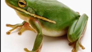 The Animal Sounds Tree Frog Croaking  Sound Effect  Animation [upl. by Acinorehs]