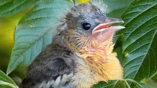 Baltimore oriole baby bird call  sounds [upl. by Pettit941]