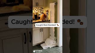 The 1 Tissu Paper Unrolling Mistake Your Cat and Dog are Making [upl. by Trellas333]