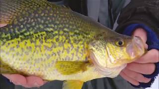 Ice Fishing Crappie Secrets [upl. by Craig]