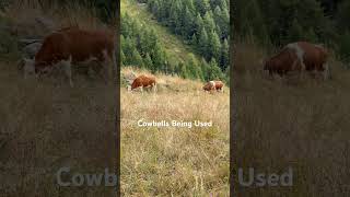 Cowbells Being Used Zermatt Switzerland [upl. by Lonni489]